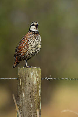 Wildlife Photograph - IMG6499b_SP by RD Allen