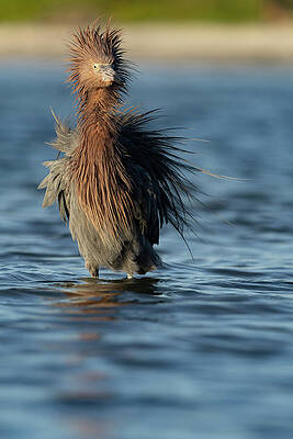 Feather Photograph - IMG8458_Pv1 by RD Allen