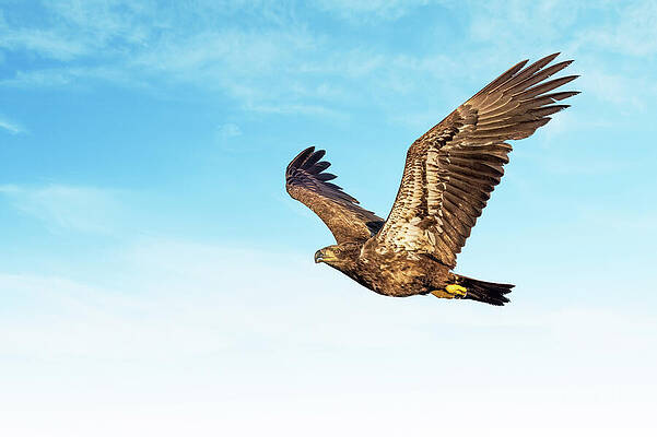 Background Photograph - Immature Bald Eagle by Gina Fitzhugh