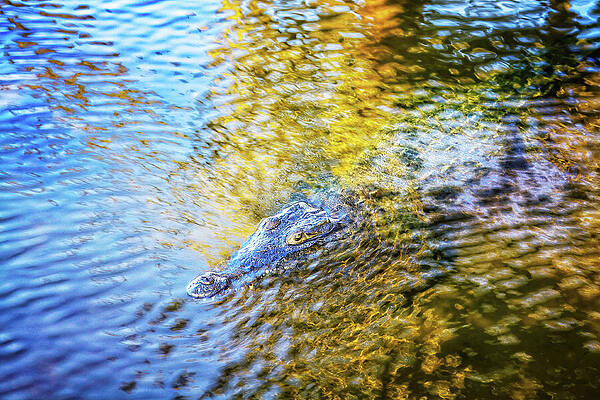 Mexico Photograph - Immersed In Gold by Tatiana Travelways