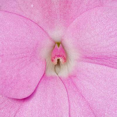 Wall Art featuring the photograph Impatiens by KJ Swan