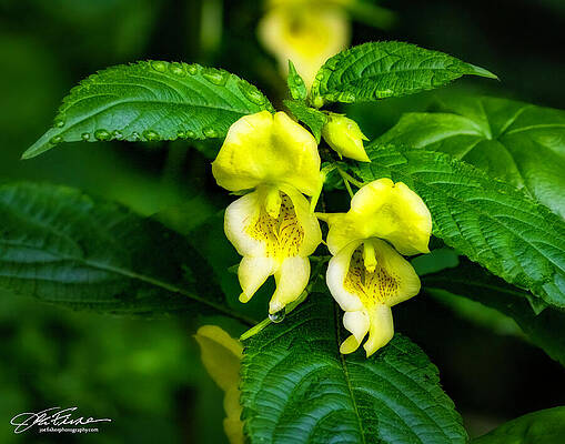 Water Photograph - Impatiens Parviflora by Joe Fisher