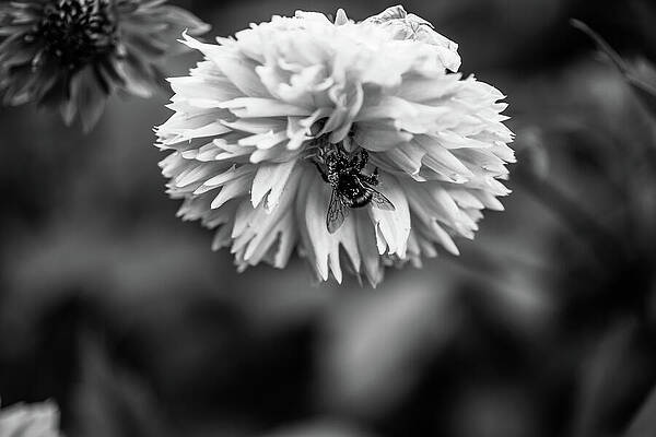 Flower Photograph - Important Buizz-ness by Nova Rae