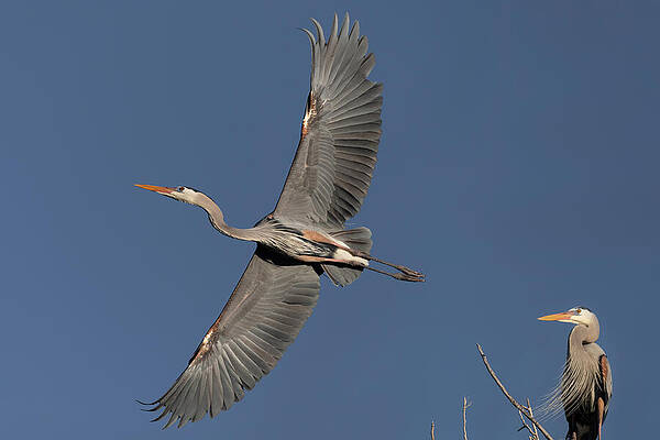 Arizona Photograph - Impressive Wingspan Of The Great Blue Heron. by Paul Martin