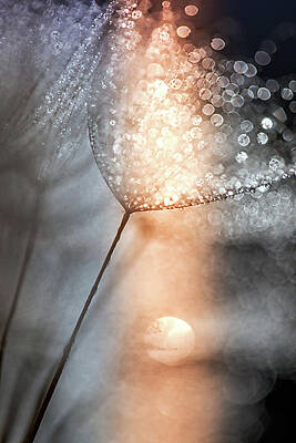 Abstract Photograph - In My Winter Window by Ursula Abresch