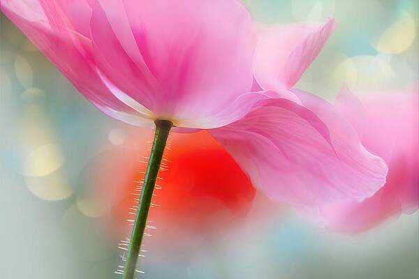 Summer Wall Art featuring the photograph In Pink by Ursula Abresch