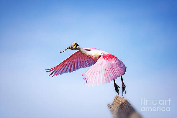 Wall Art featuring the photograph In Symphony by Mary Lou Chmura