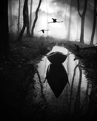 Mysterious Forest with Boat and Birds Photograph