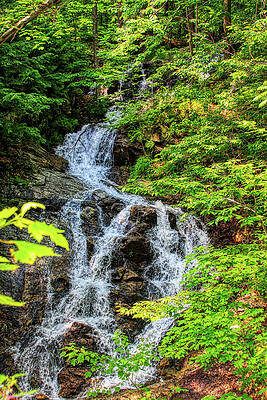 Serene Photograph - In The Forest by Tatiana Travelways
