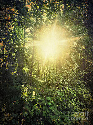 Tree Wall Art featuring the photograph In The Golden Hour by Onedayoneimage Photography