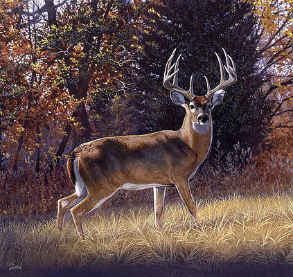 Deer Wall Art for Sale by Al Agnew