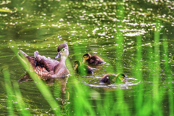 Wall Art featuring the photograph In The Pond by Tatiana Travelways