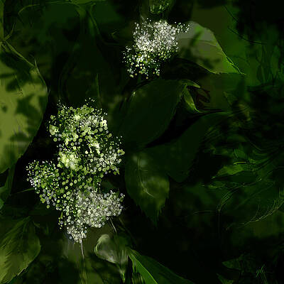Flower Digital Art - In The Shadows by Gina Harrison