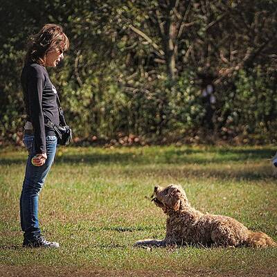 Wall Art featuring the photograph In Training1 by John Linnemeyer