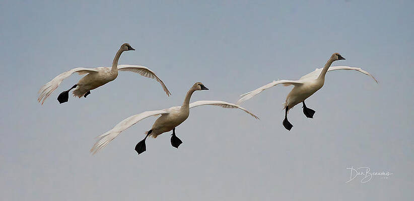 Nature Photograph - Incoming #4990 by Dan Beauvais