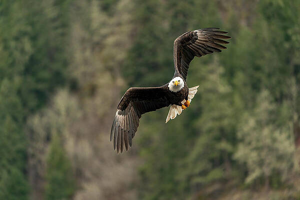 Incoming by Chris Allmendinger