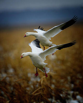 Photograph - Incoming Snows by Jim E Johnson