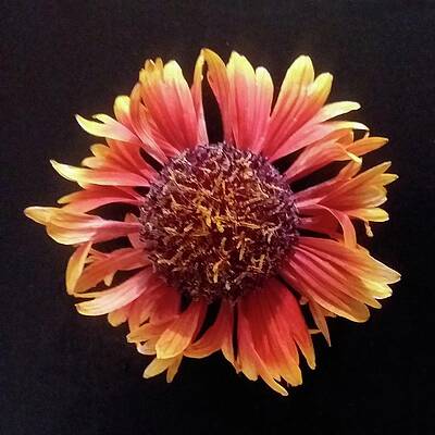 Red Photograph - Blanket Flower Bloom by Joy Garso