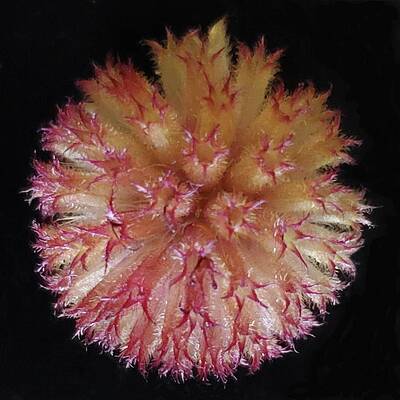 Red Photograph - Indian Blanket Fuzz by Joy Garso