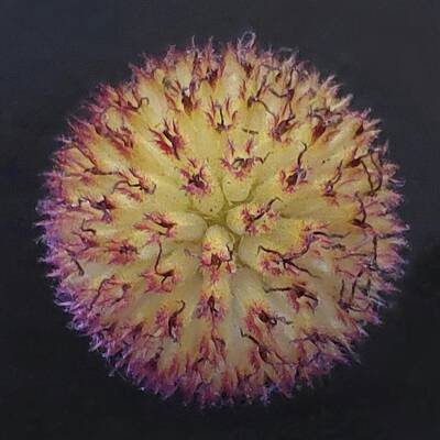 Red Photograph - Blanket Flower Fuzzy by Joy Garso