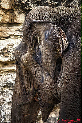 Animal Photograph - Indian Elephant by Rene Vasquez