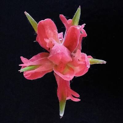 Green Photograph - Indian Paintbrush by Joy Garso