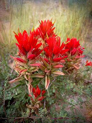 Wall Art featuring the photograph Indian Paintbrush by Mary Lee Dereske