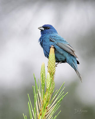 Wildlife Photograph - Indigo Bunting #5328 by Dan Beauvais