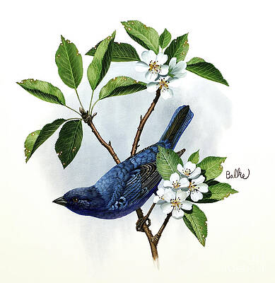 Tree Painting - Indigo Bunting And Pear Tree by Don Balke
