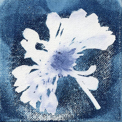 Photograph - Indigo Zinnia Head by Elizabeth Reich