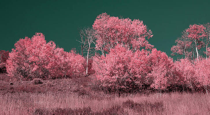 Pink Forest Under Dark Sky Wall Art