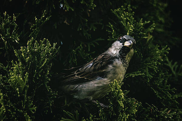 Bird Wall Art featuring the photograph Inquisitive by Rich Kovach