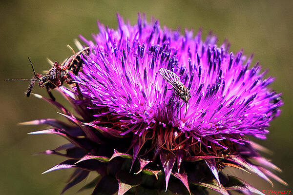 Hawk Photograph - Insects Love Flowers by Rene Vasquez