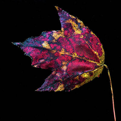 Yellow Wall Art featuring the photograph Intense Colors by Elvira Peretsman