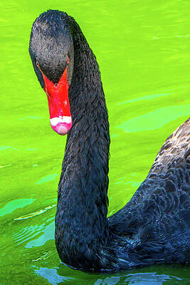 Natural Photograph - Intense Stare From A Black Swan by Jason Fink