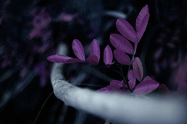 Wall Art featuring the photograph Intergalactic by Gian Smith