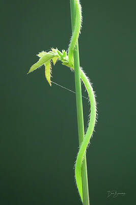 Abstract Photograph - Intertwined #7531 Color by Dan Beauvais
