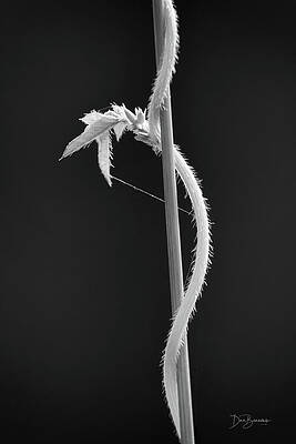 Abstract Photograph - Intertwined #7531 Monochrome by Dan Beauvais