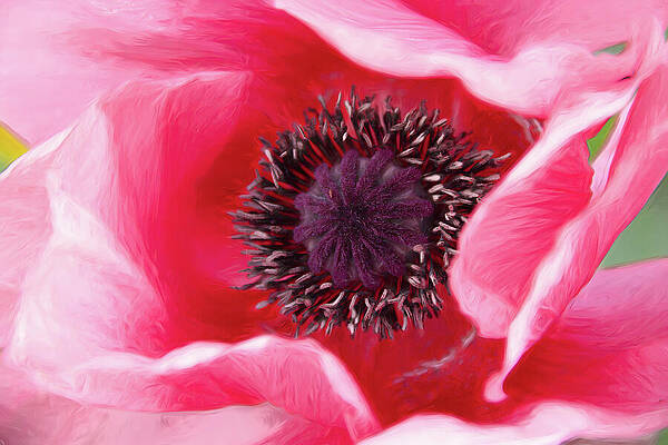 Delicate Wall Art featuring the photograph Intimate Beauty by Dodie Ross