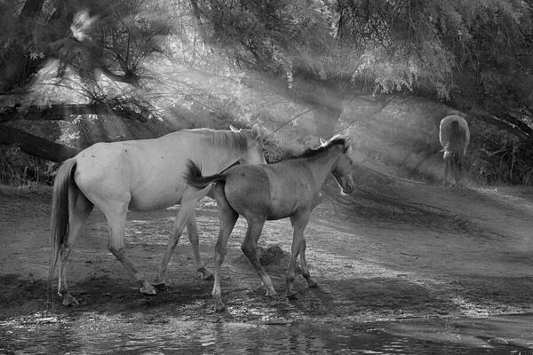 Mountain Wall Art featuring the photograph Into The Desert. by Paul Martin