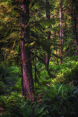 Serene Forest Landscape Wall Art