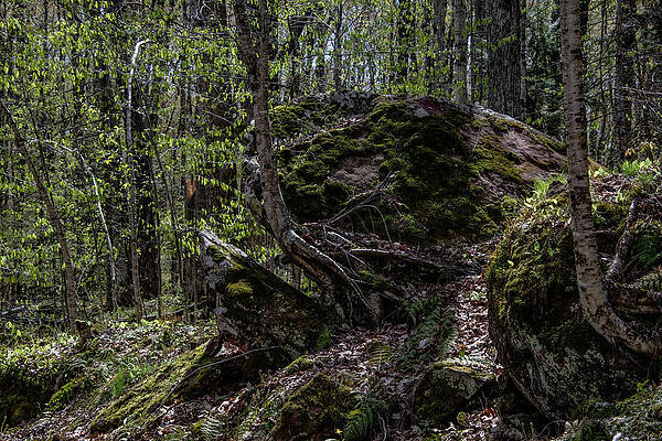 Michigan Photograph - Into The Forest On Onota Hill by Vi Ray