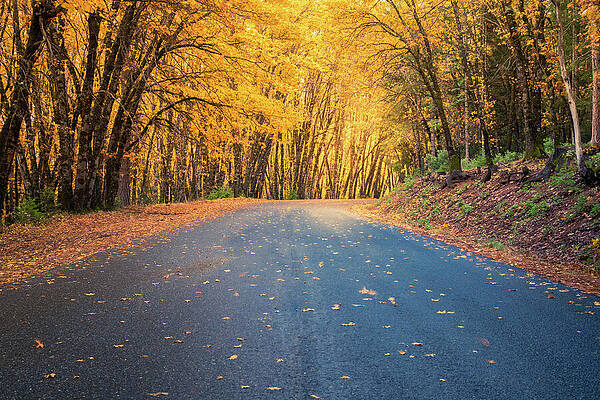 Wall Art featuring the photograph Into The Glow by Mike Lee