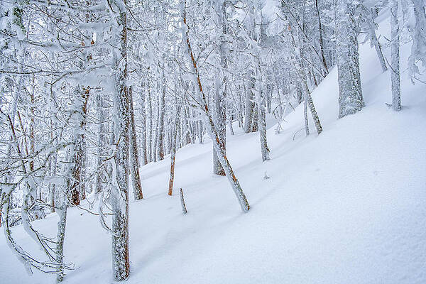 Wall Art featuring the photograph Into The Winter Wood by Jeff Sinon