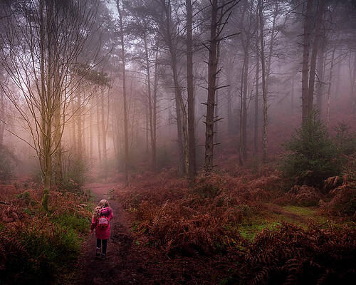 Landscape Photograph - Into The Woods by Chris Boulton