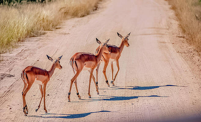 Natural Photograph - Intrepid Trio In Kruger National Park by Marcy Wielfaert