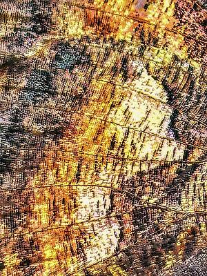 Intricate Tree Bark Close-up Photograph