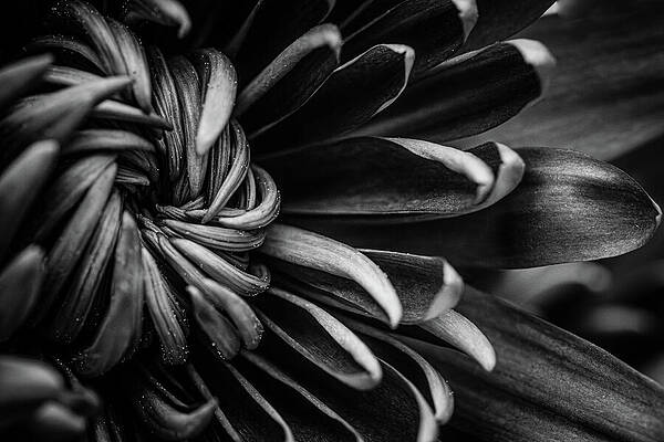 Flower Photograph - Intricate Details by Nova Rae