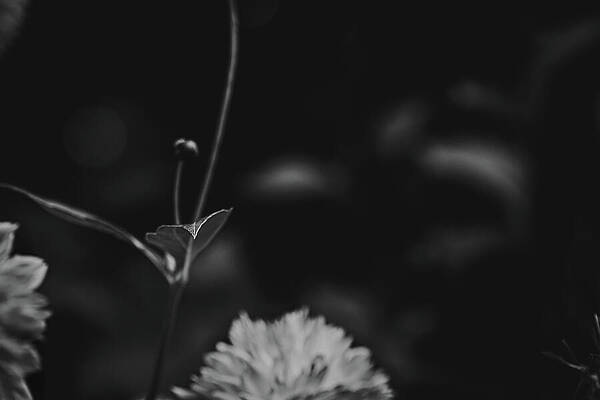 Nature Photograph - Intricate by Nova Rae