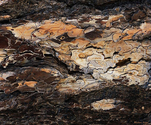 Intricate Tree Bark Patterns Photograph